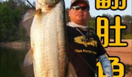 旗鱼视频,探索海洋奥秘，畅游视觉盛宴